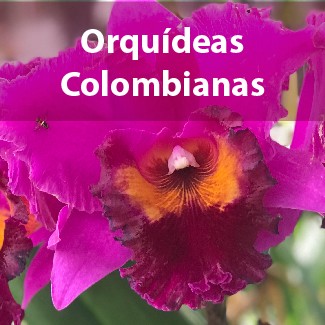 Orquídeas Colombianas