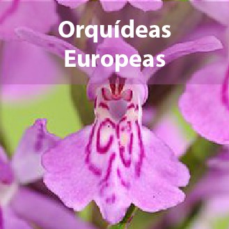 Orquídeas Europeas
